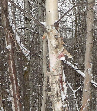 Birch