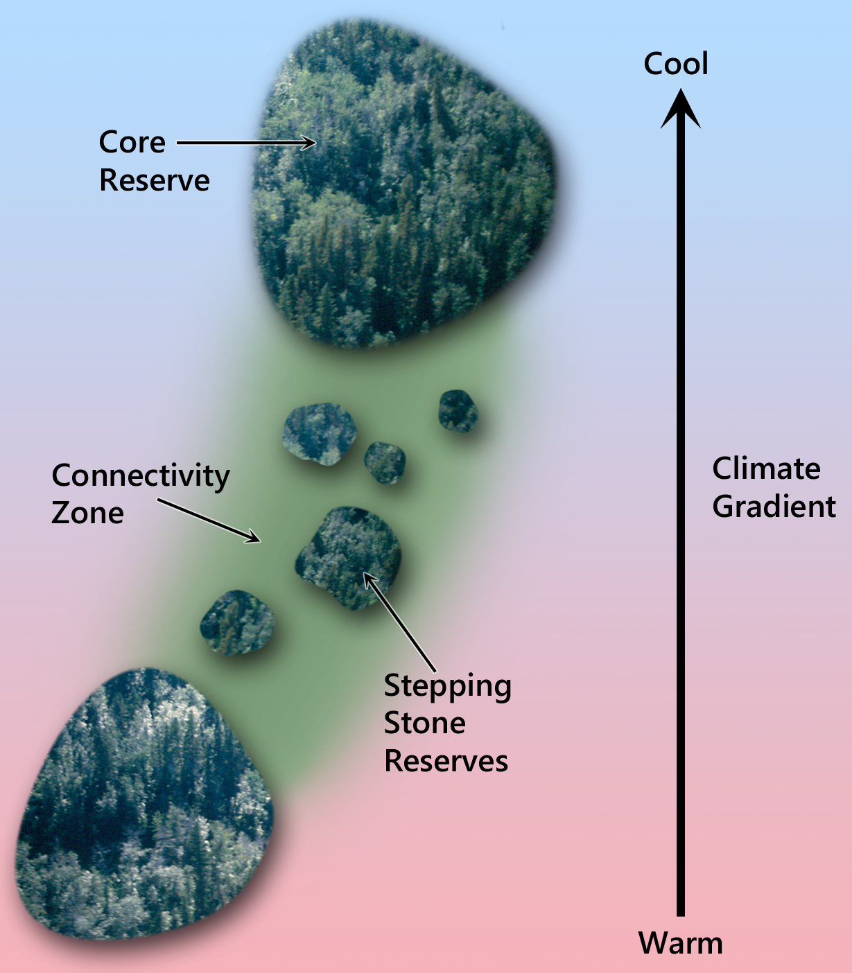 Stepping stone protected areas for climate connectivity