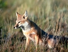 Swift fox reintroduction in Canada