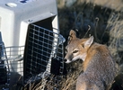 Swift fox reintroduction in Canada