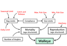 Walleye population model