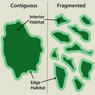Habitat fragmentation